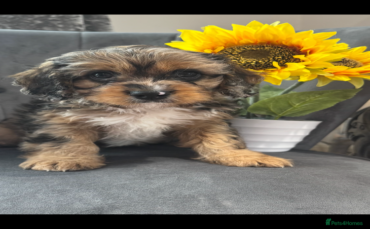 Cavapoo dogs - Advert 3