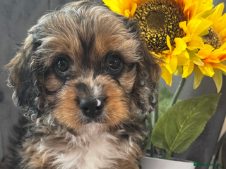 Cavapoo dogs - Advert 33
