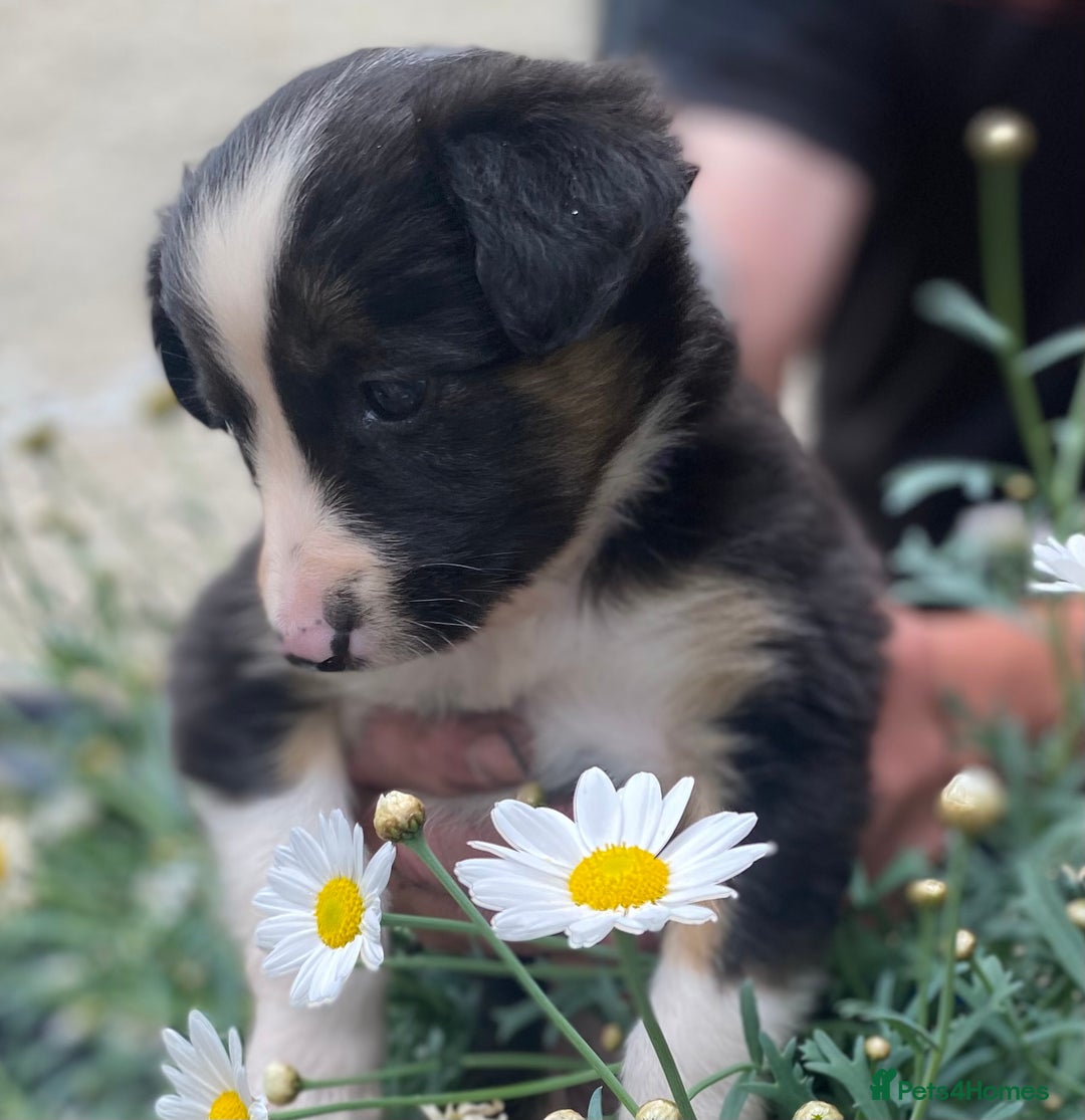 Border Collie dogs for sale: Rosie’s Collie Pups - Image 6