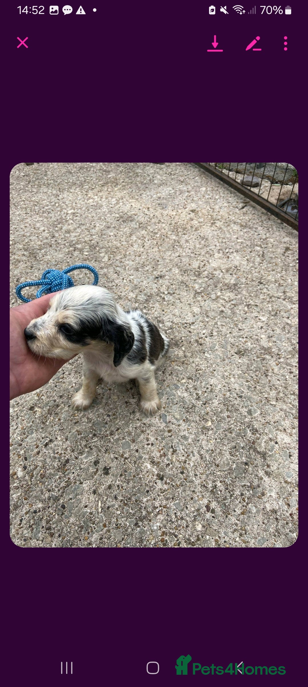 Cocker Spaniel dogs for sale: Cockerspaniel boy 12 weeks old  - Image 5