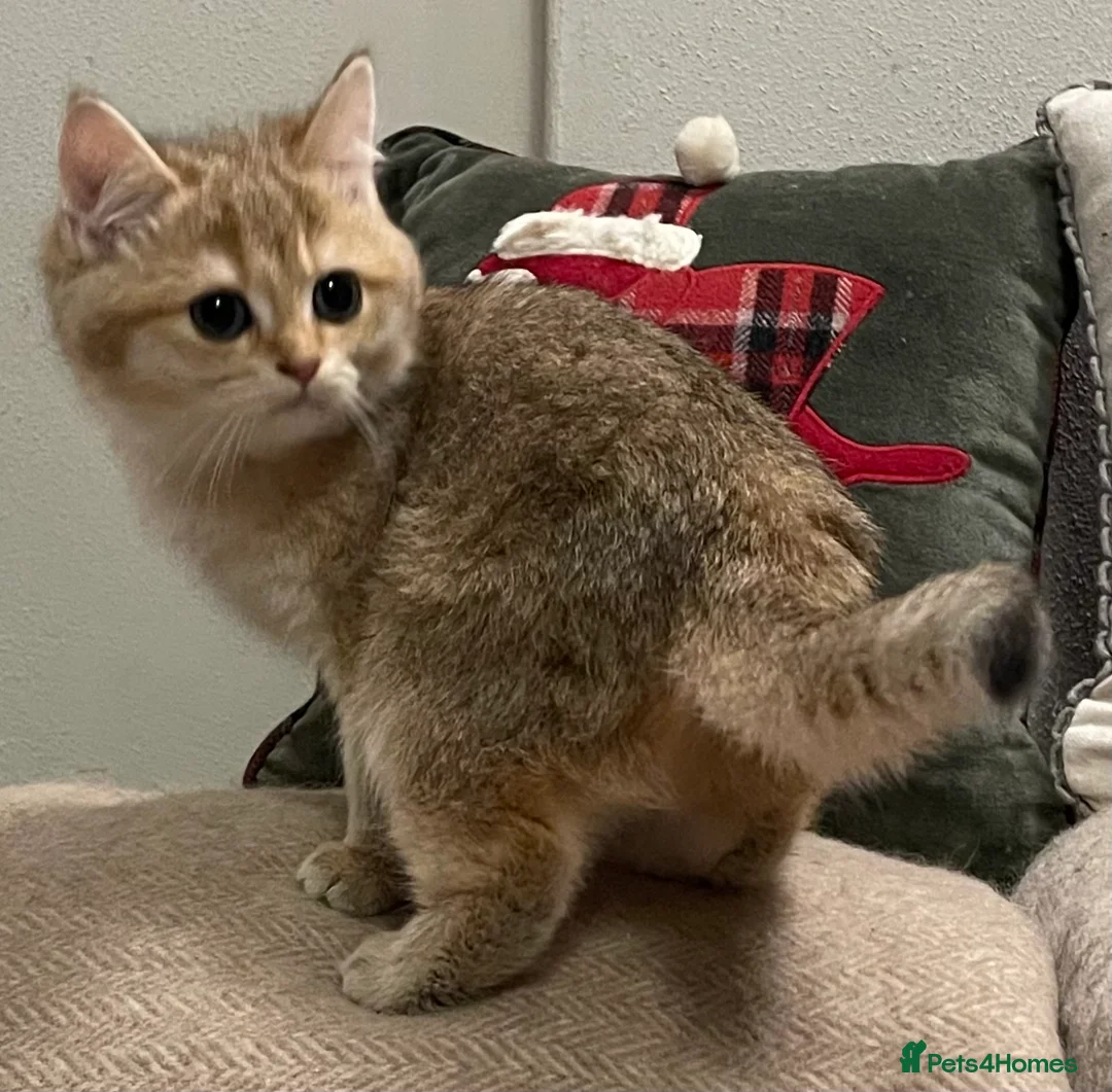 British Shorthair cats for sale: Ready Today Golden Female Kitten  - Advert 11