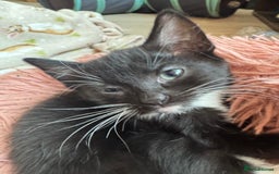 Mixed Breed cats for sale: 3x tuxedo 1x all black kittens - Image 18
