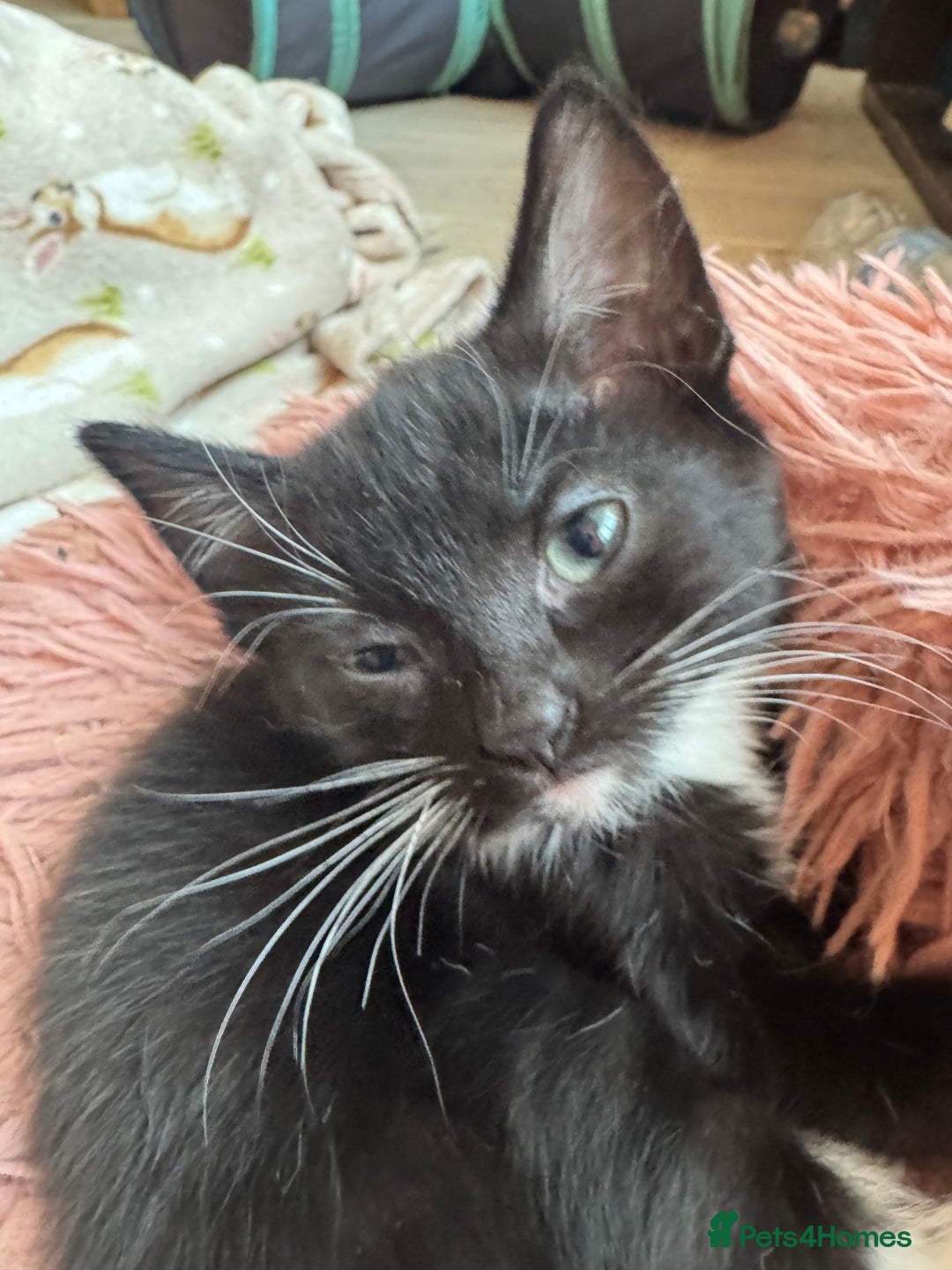 Mixed Breed cats for sale: 3x tuxedo 1x all black kittens - Image 18