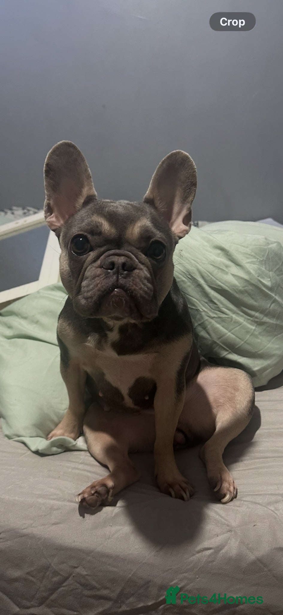 Mixed Breed dogs Frenchie/Spaniel puppies - Advert 4