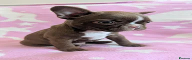 Boston Terrier Puppy 1