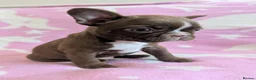 Boston Terrier dogs for sale: KC Registered Boston Terrier pups  - Advert 5
