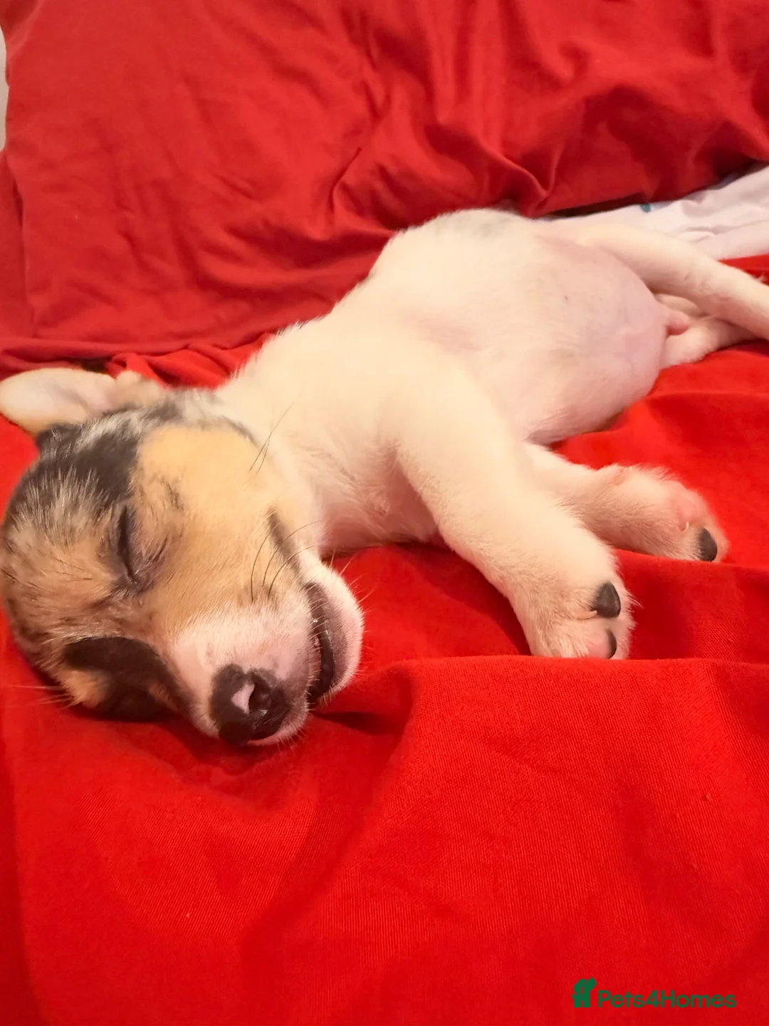 Jack Chi dogs for sale: 8 week male pup, chihuahua x jack  in Bristol - Advert 2