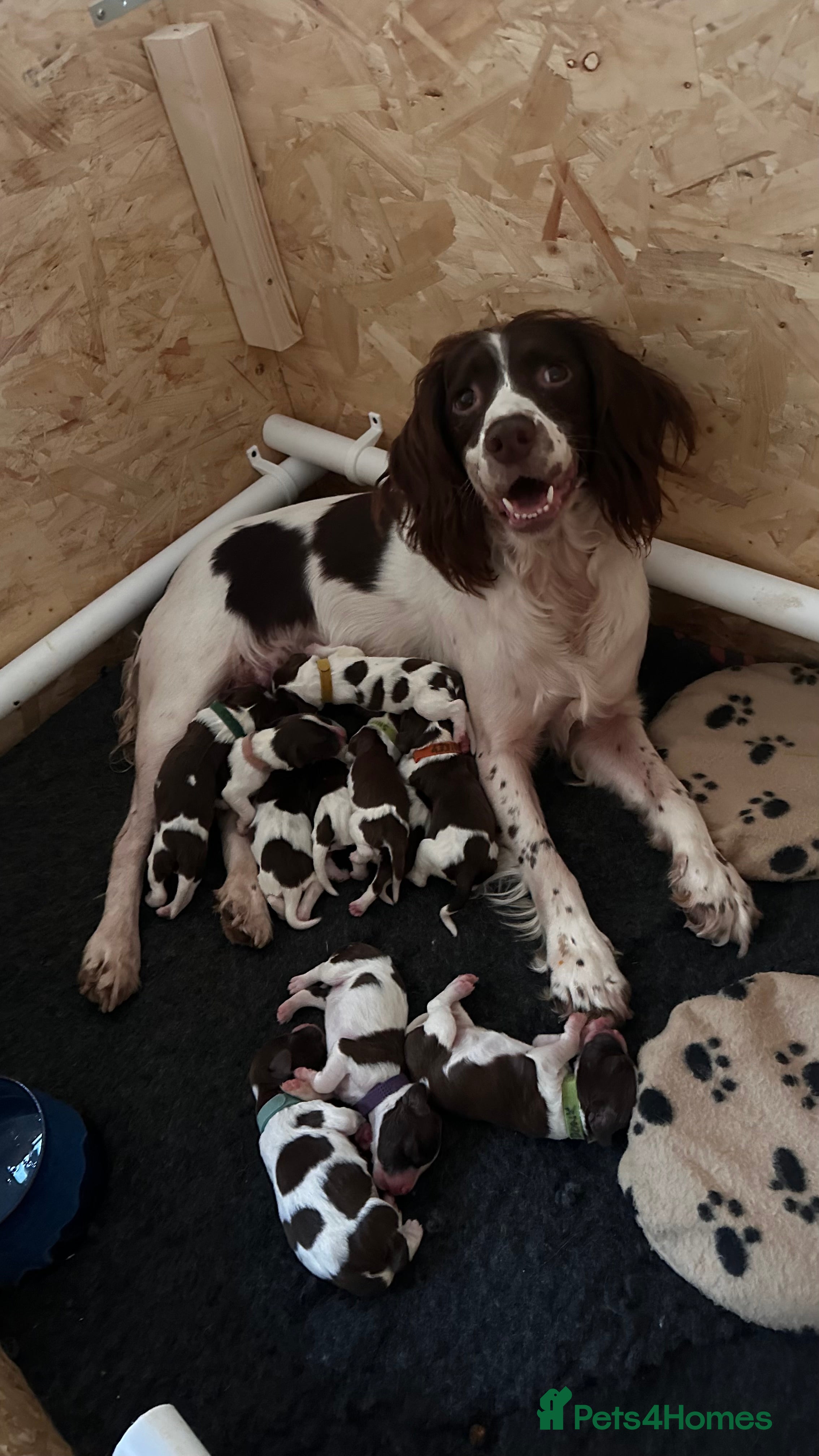English Springer Spaniel dogs KC Registered English Springer Spaniel Puppies - Advert 2