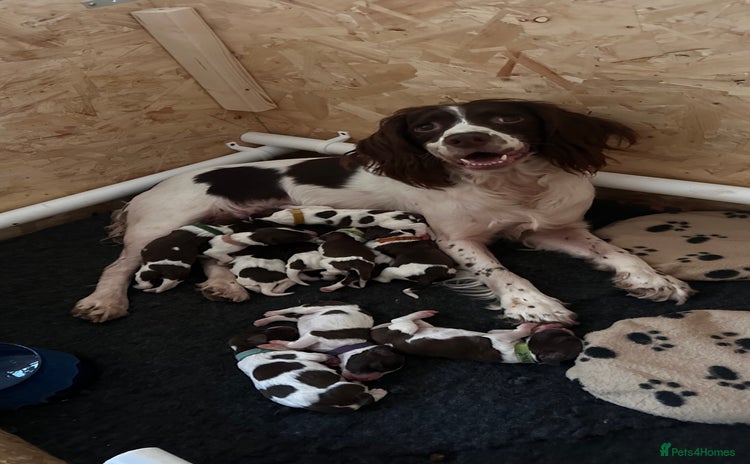 English Springer Spaniel dogs KC Registered English Springer Spaniel Puppies - Advert 2