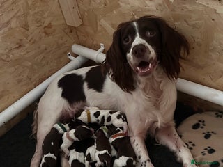 English Springer Spaniel dogs KC Registered English Springer Spaniel Puppies - Advert 10