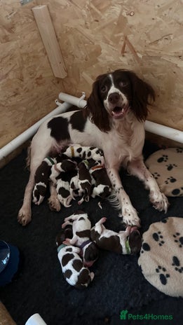 English Springer Spaniel dogs KC Registered English Springer Spaniel Puppies - Advert 1