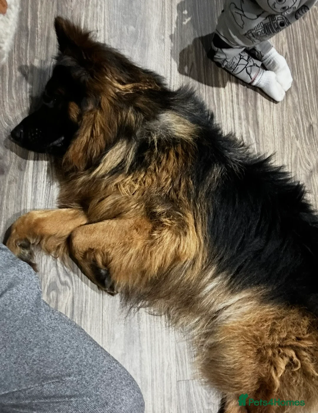 German Shepherd dogs for sale: Outstanding 3 year old KC reg male  - Advert 2