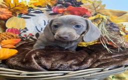 Miniature Dachshund dogs for sale: Miniature Dachshund Puppies Ready for Loving Homes - Image 6