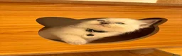 Ragdoll cats for sale: Beautiful Ragdoll cat - Advert 10