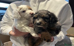 Cockapoo dogs for sale: Adorable F2 Cockapoo Puppies, Ready 12 Oct - Image 4