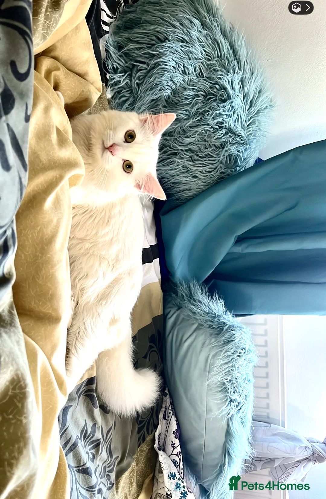 Ragdoll cats for sale: BEAUTIFUL MIX RAGDOLL KITTENS in Reading - Advert 2