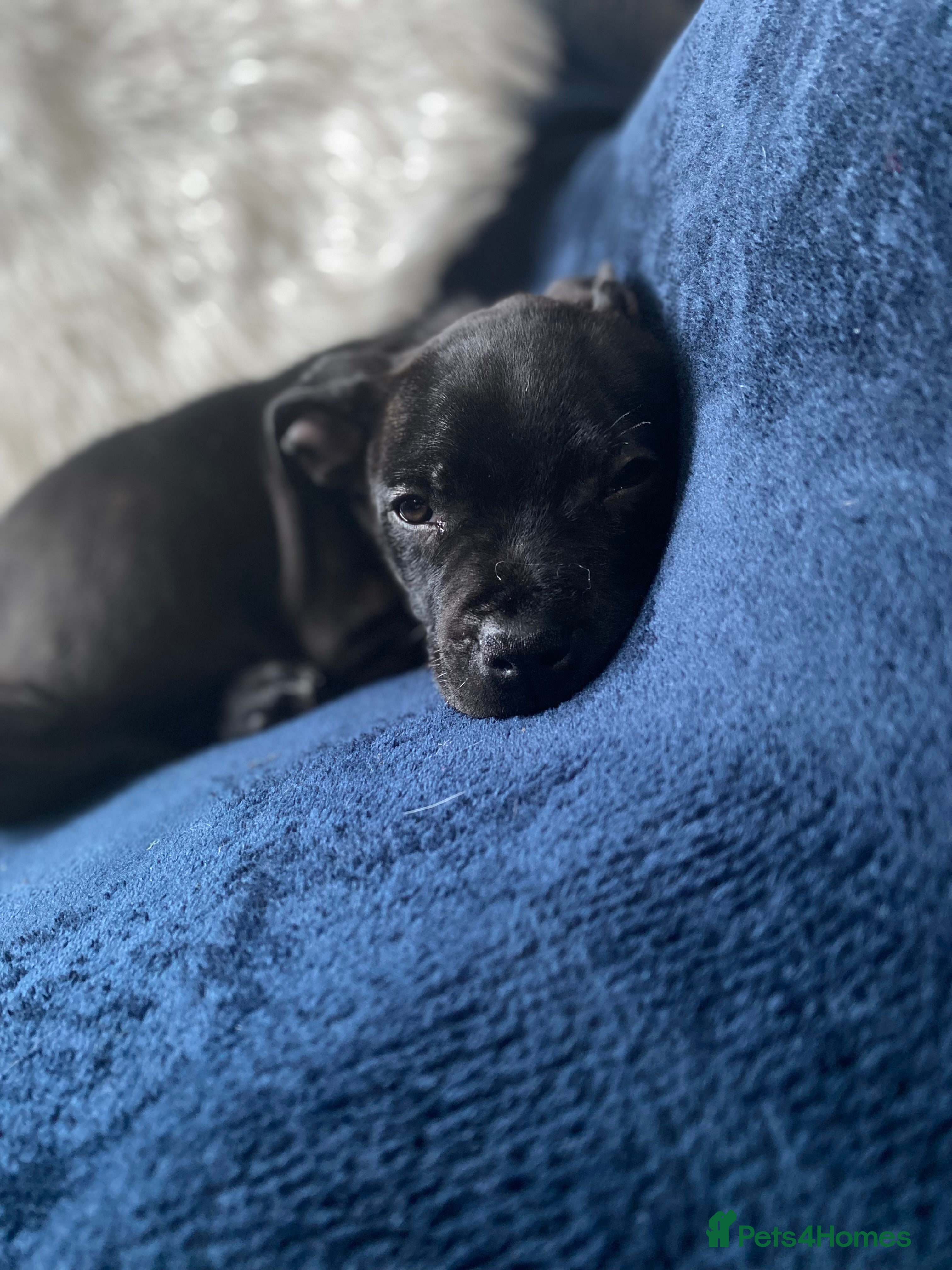Staffordshire Bull Terrier dogs Last boy !!! Price dropped !!! Kassius pup  - Advert 9