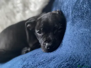 Staffordshire Bull Terrier dogs Last boy !!! Price dropped !!! Kassius pup - Advert 9