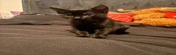 American Shorthair cats for sale: Cute American Shorthair tabbys - Advert 2