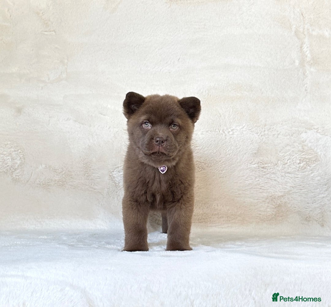 Siberian Husky dogs for sale: Stunning exotic colour chowsky puppies for sale - Image 26