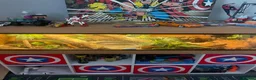 Python Snake reptiles for sale: Beautiful ball python  in Bromsgrove - Advert 2