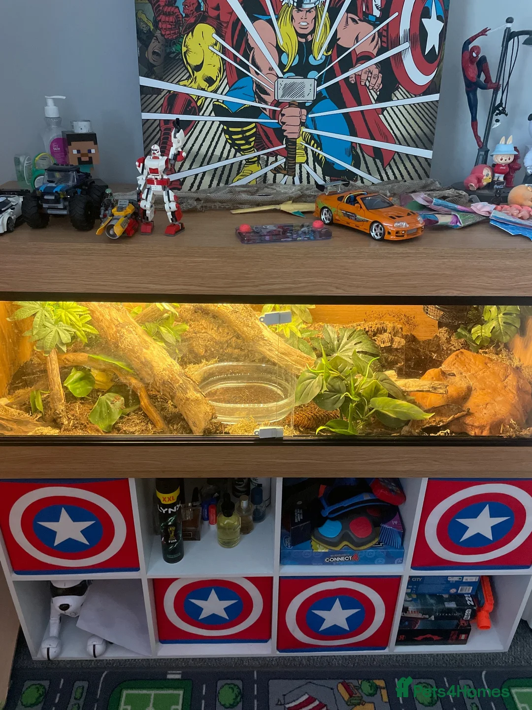 Python Snake reptiles for sale: Beautiful ball python  in Bromsgrove - Advert 2