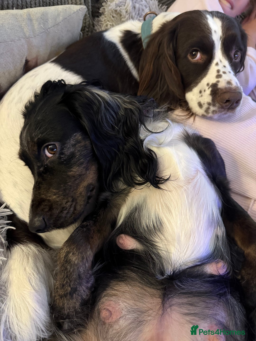 Sprocker dogs for sale: Sprocker puppies  - Advert 16