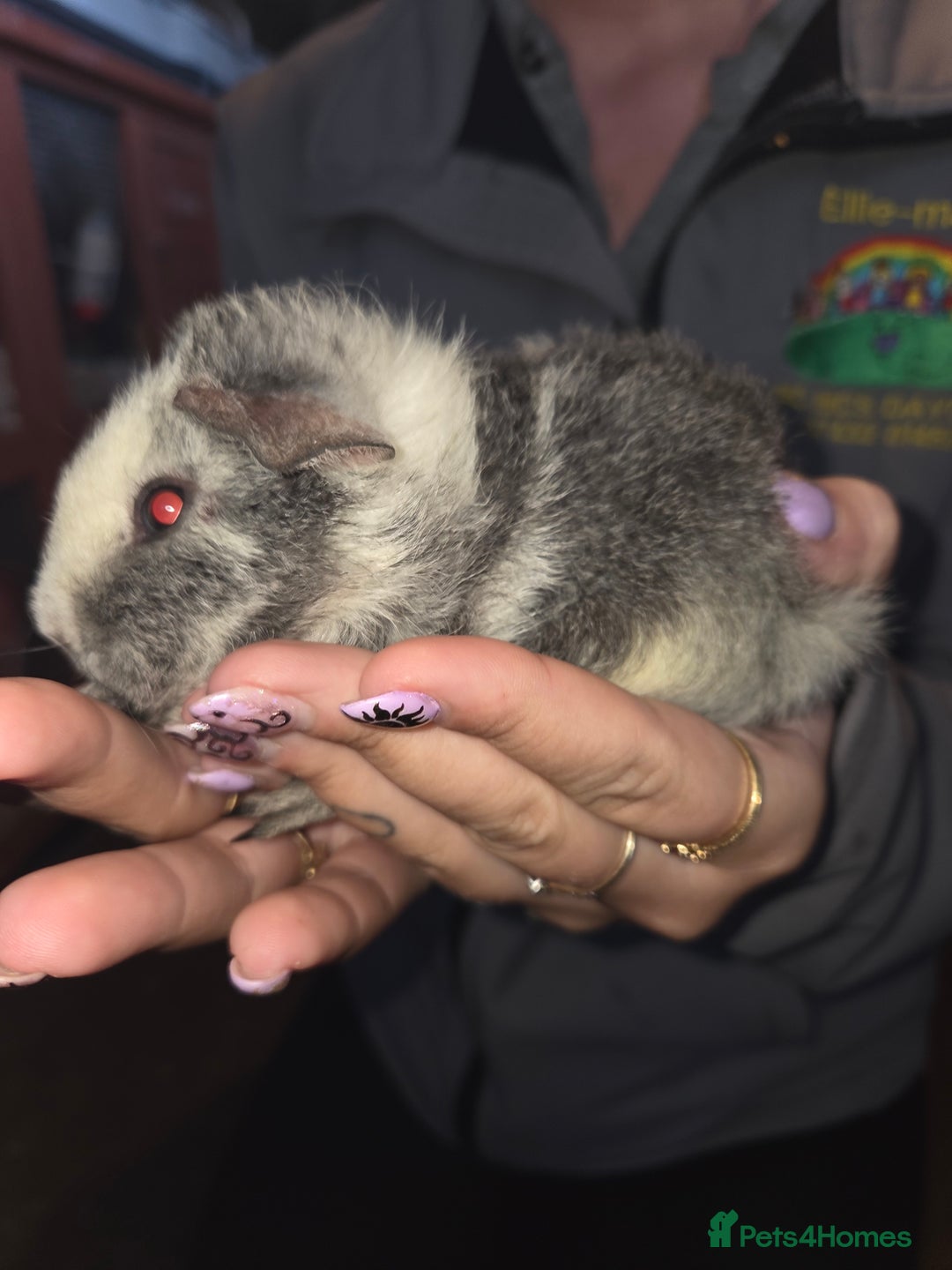 Guinea Pig rodents for sale: Baby guinea pigs - Advert 8