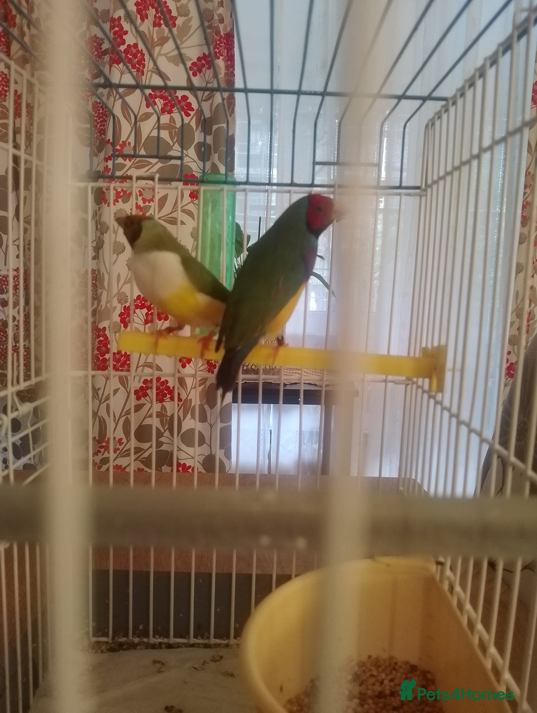 Finches birds for sale: Gouldian finches for sale  - Image 11