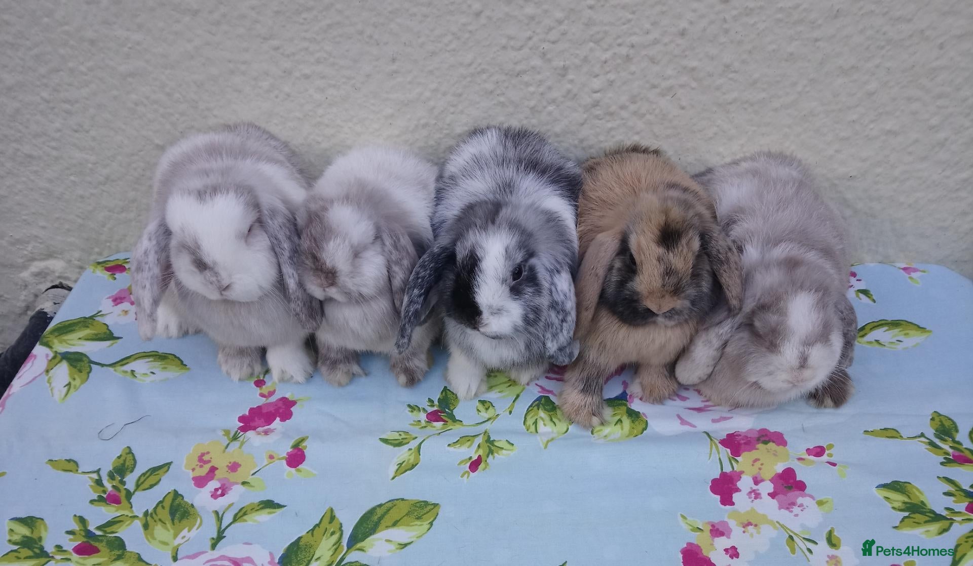 Mini Lop rabbits Pedigree Mini Lops - Advert 1