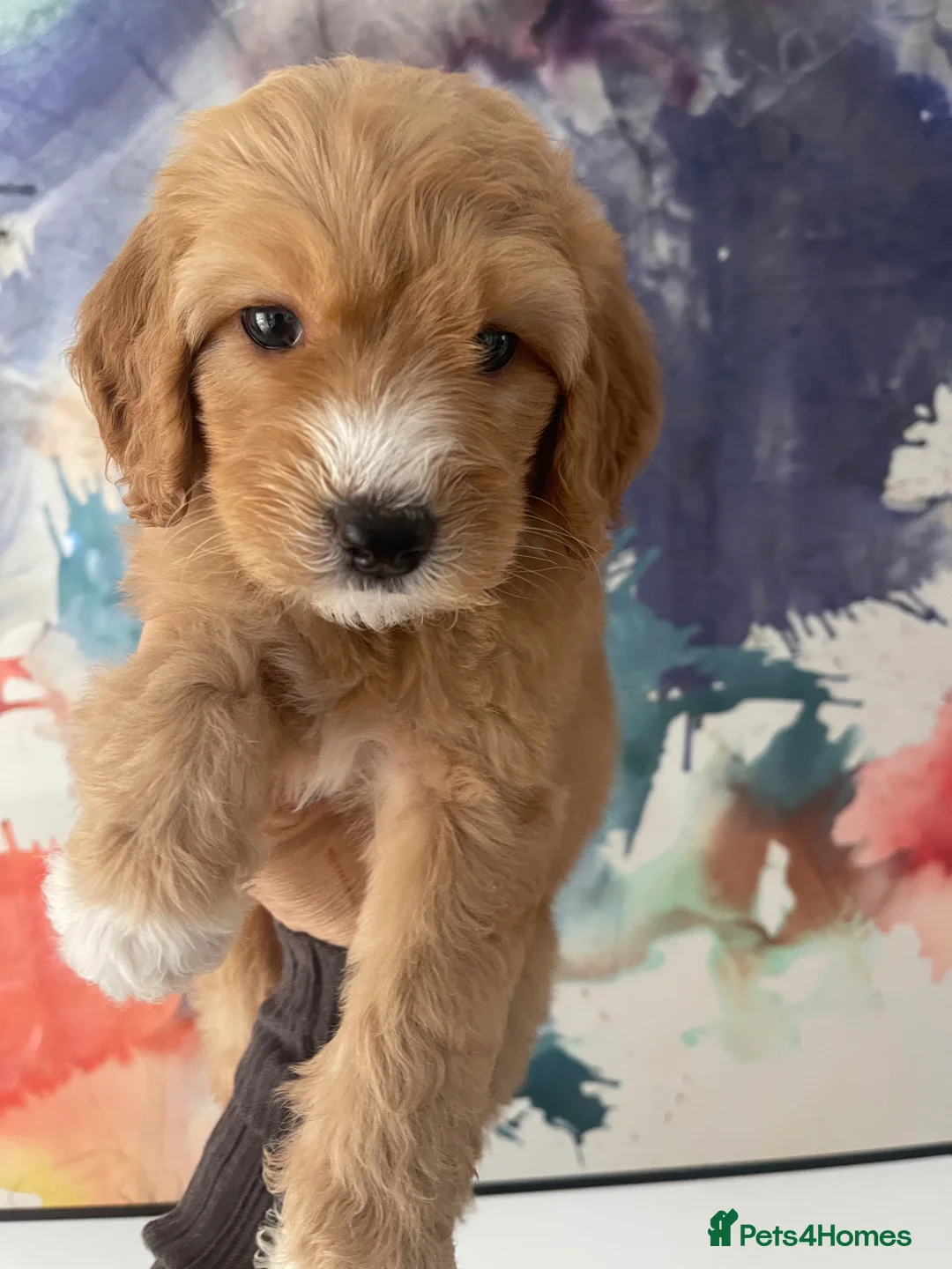 Goldendoodle dogs for sale: Waiting List Goldendoodles Leaving August - Advert 2