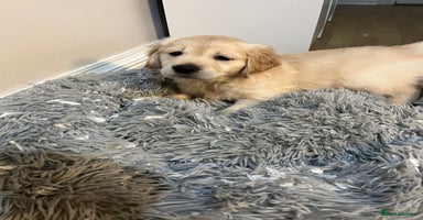 Golden Retriever dogs - Advert 1