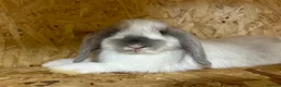 Mini Lop rabbits for sale: beautiful friendly mini lops  - Advert 8