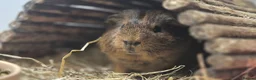 Guinea Pig rodents for sale: Bonded Brothers Bumblebee & Coco - Advert 3