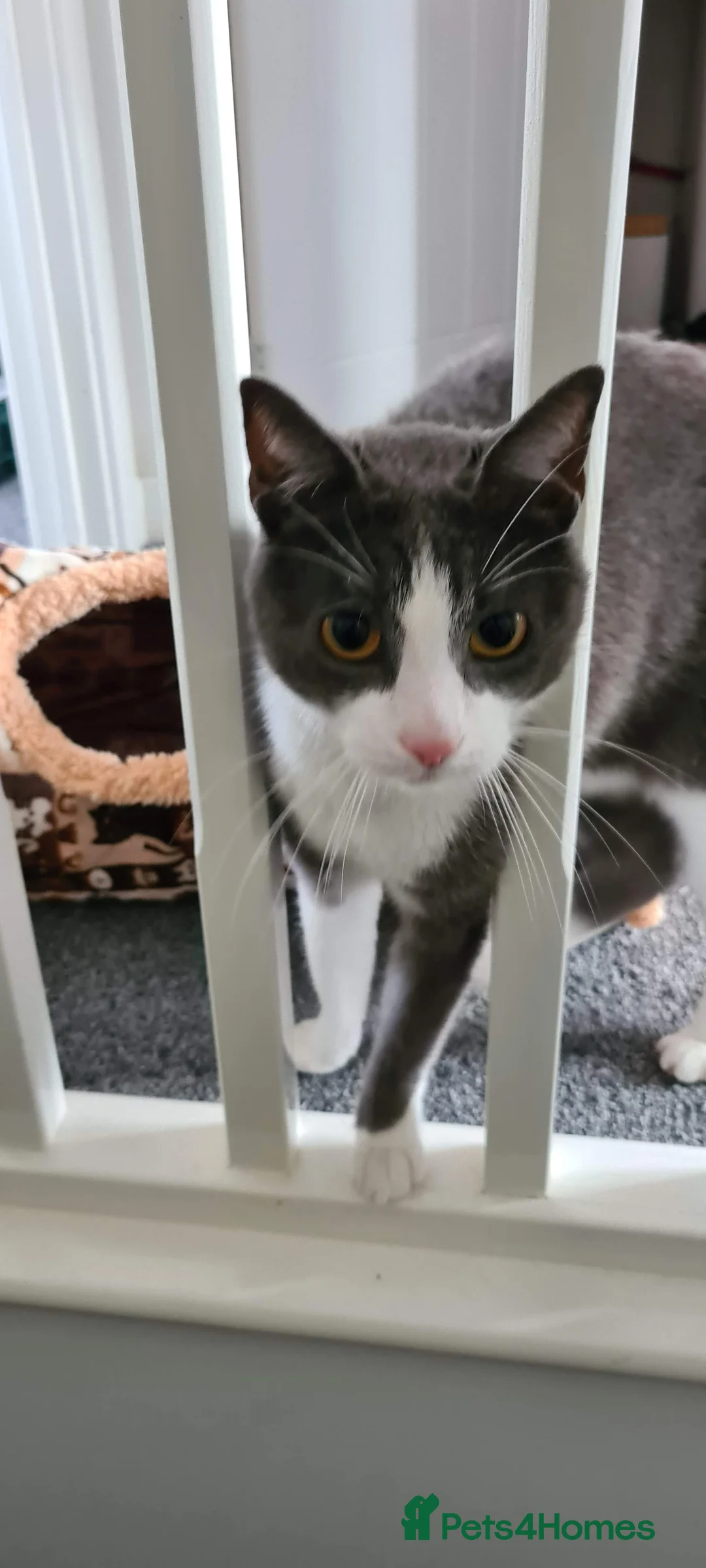 Mixed Breed cats for sale: Juno 7 years old - Advert 20