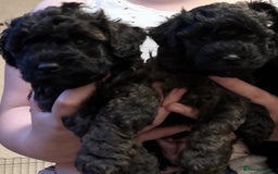Yorkiepoo dogs for sale: Beautiful yorkipoo puppies - Image 34