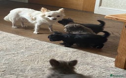 Chihuahua dogs for sale: Long Haired Russian Chihuahuas - Image 7