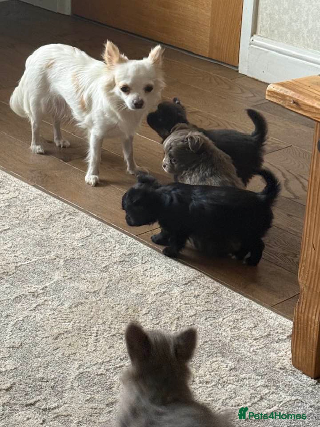 Chihuahua dogs for sale: Long Haired Russian Chihuahuas - Image 7