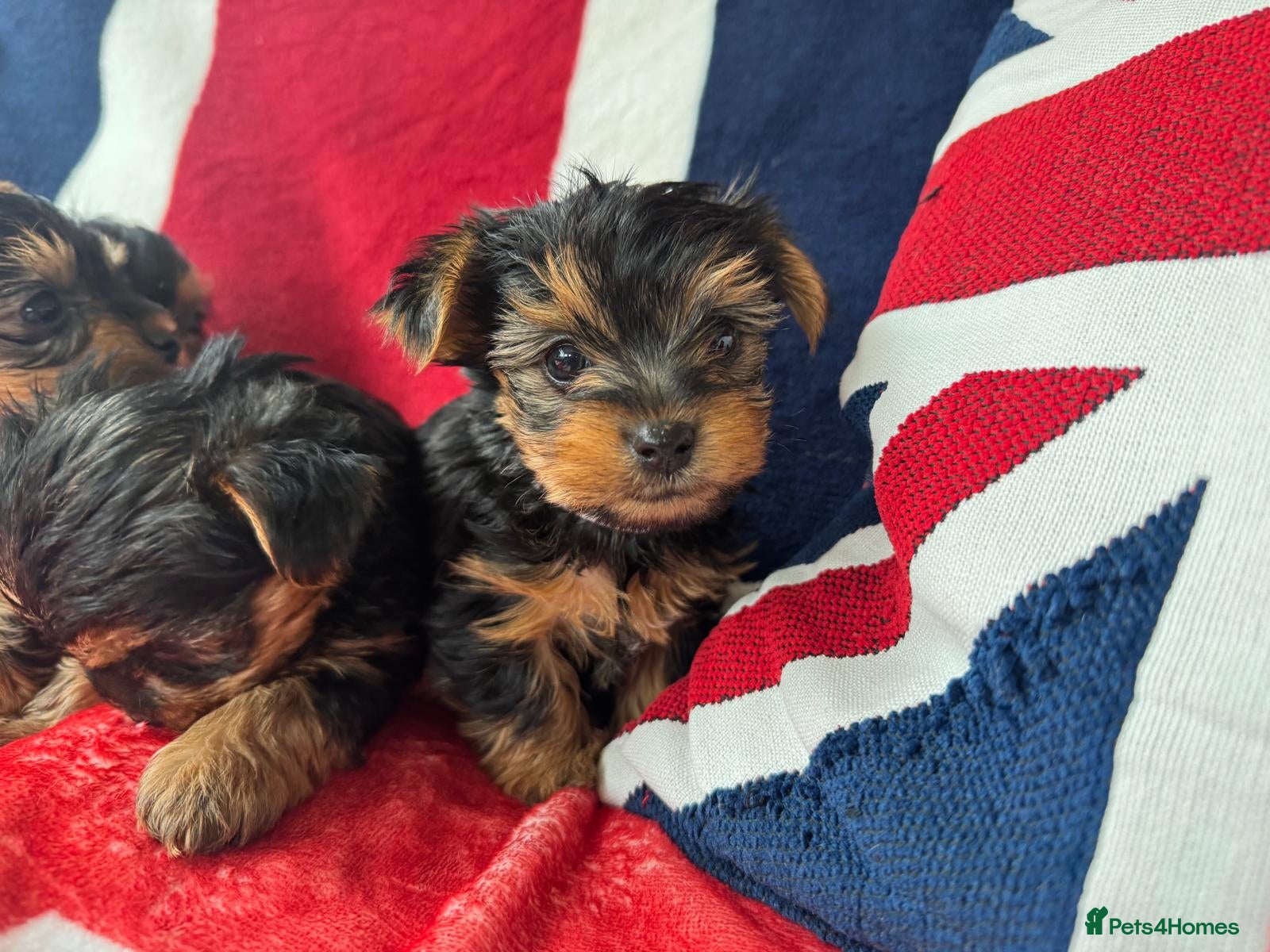 Yorkshire Terrier dogs Miniature Yorkshire Terrier Pups - Advert 9