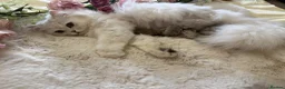 British Longhair cats for sale: Stunning Silver Tipped Longhair Kittens - Advert 7
