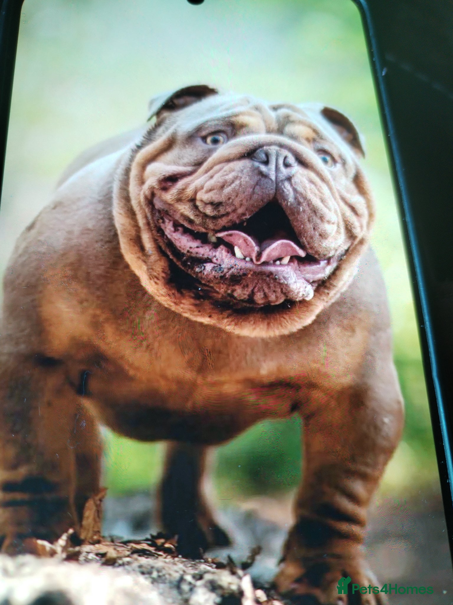 English Bulldog dogs Kc registered bulldogs  - Advert 2