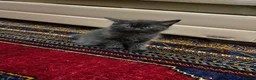 British Shorthair cats for sale: Very friendly and caring cat needs to be rehomed  - Advert 5