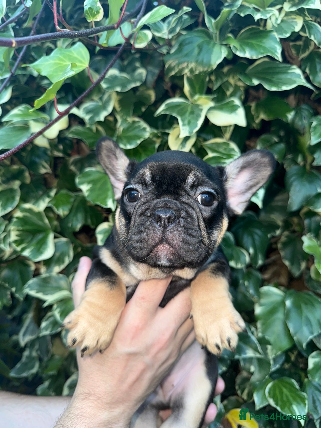 French Bulldog dogs for sale: READY NOW French bulldog puppies for sale - Image 8