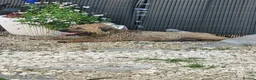 Border Terrier dogs for sale: Cracking litter of 8 boarder terrier  - Advert 19