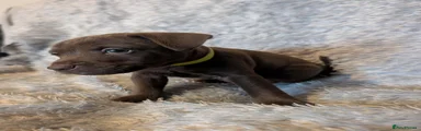 Patterdale Terrier 8