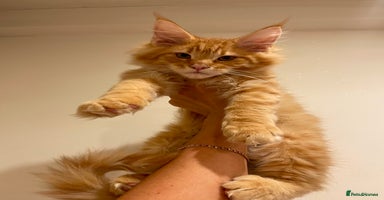 Maine Coon cats Maine Coon XXXL - Advert 1