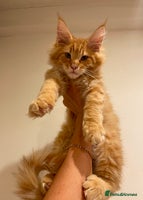 Maine Coon cats Maine Coon XXXL - Advert 7