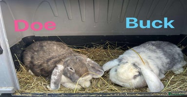 French Lop rabbits French Lop adults. Sold in pairs.  Vaccinated.  - Advert 16