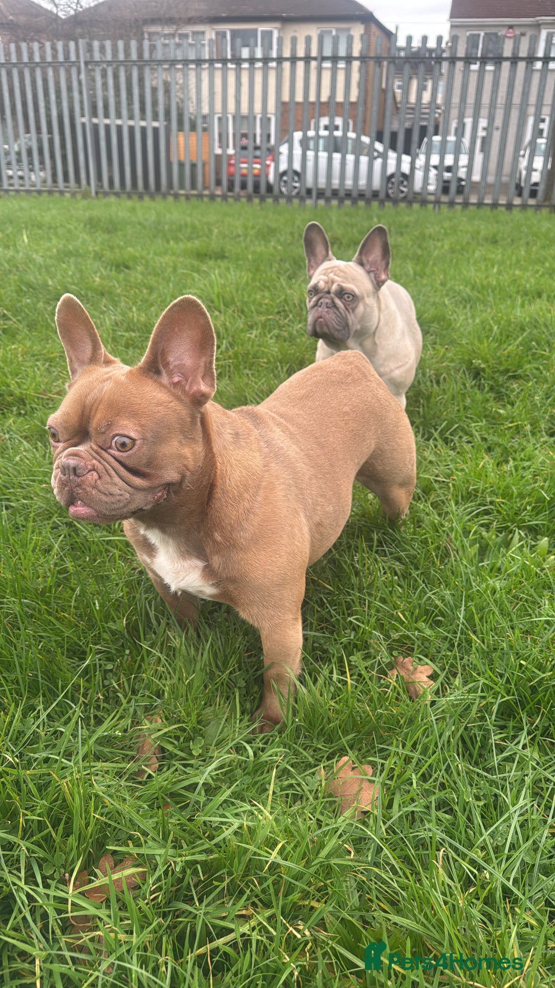 French Bulldog dogs for sale: Aiwa and Loya - Image 9