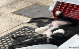 Border Collie dogs for sale: Beautiful 4 month old collie from working family - Image 4
